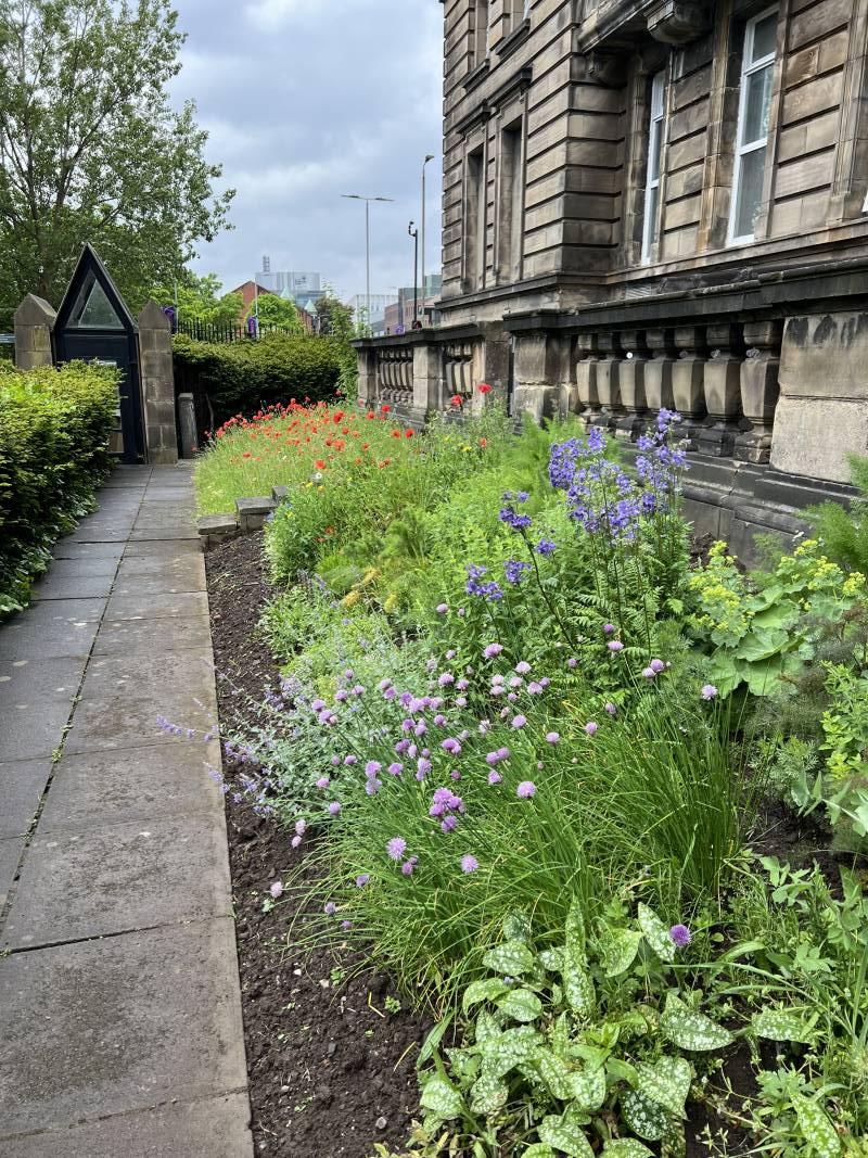 Glasgow Royal Infirmary herb garden update Main Photo
